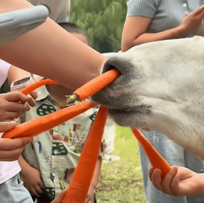 网友称南通一动物园羊驼被投喂吃撑倒地翻白眼<strong></p>
<p>风险低的理财</strong>,园方回应:确实是吃饱了,“不会撑死,旁边有饲养员在观察”