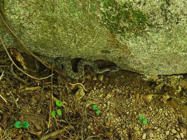 青岛大叔挖水沟发现一窝尖头毒蛇<strong></p>
<p>p2p网贷理财</strong>，专家：系本地红脖颈槽蛇，毒性弱咬伤概率低