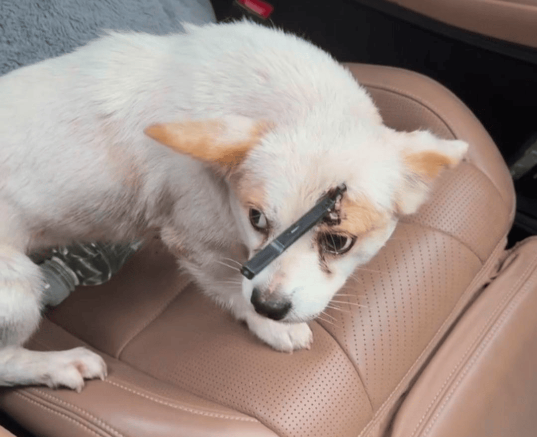 教育局回应“一教师用弓箭射杀小狗”:不实<strong></p>
<p>p2p网贷理财</strong>,小狗进学校前就被射伤