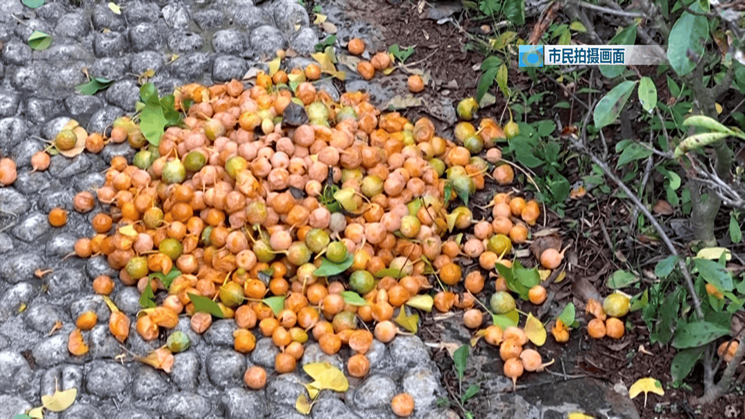 不要捡<strong></p>
<p>公募理财</strong>!不要吃!昆明街头正大量出现……