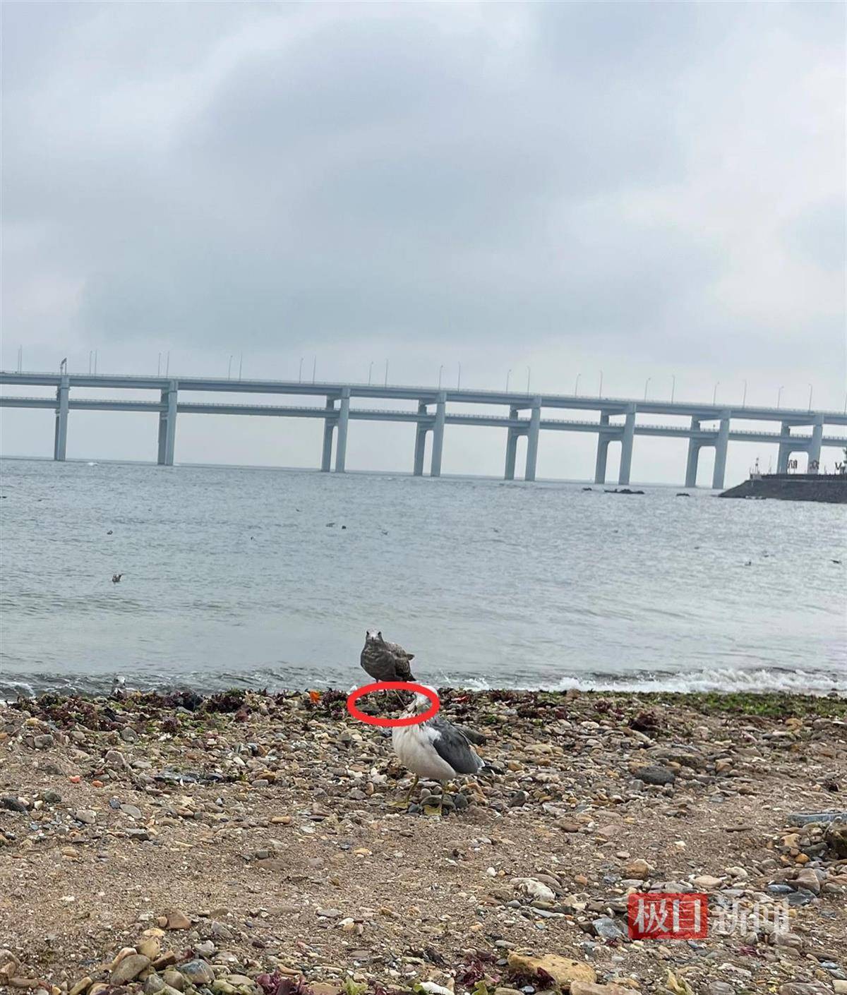 女子游大连接连看到两只海鸥被竹签穿身<strong></p>
<p>公募理财</strong>,呼吁游客不要用竹签插食投喂,当地回应