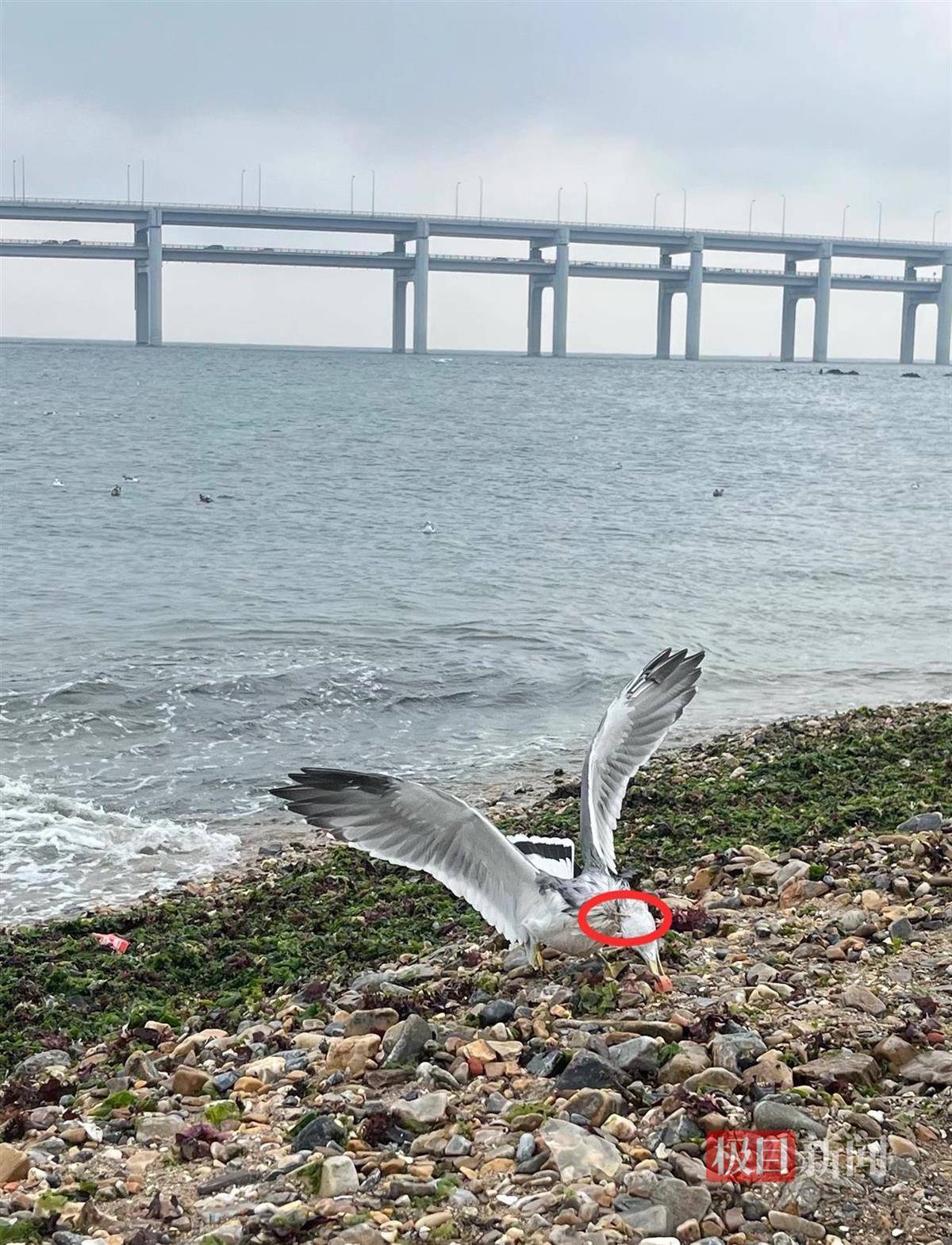 女子游大连接连看到两只海鸥被竹签穿身<strong></p>
<p>公募理财</strong>,呼吁游客不要用竹签插食投喂,当地回应