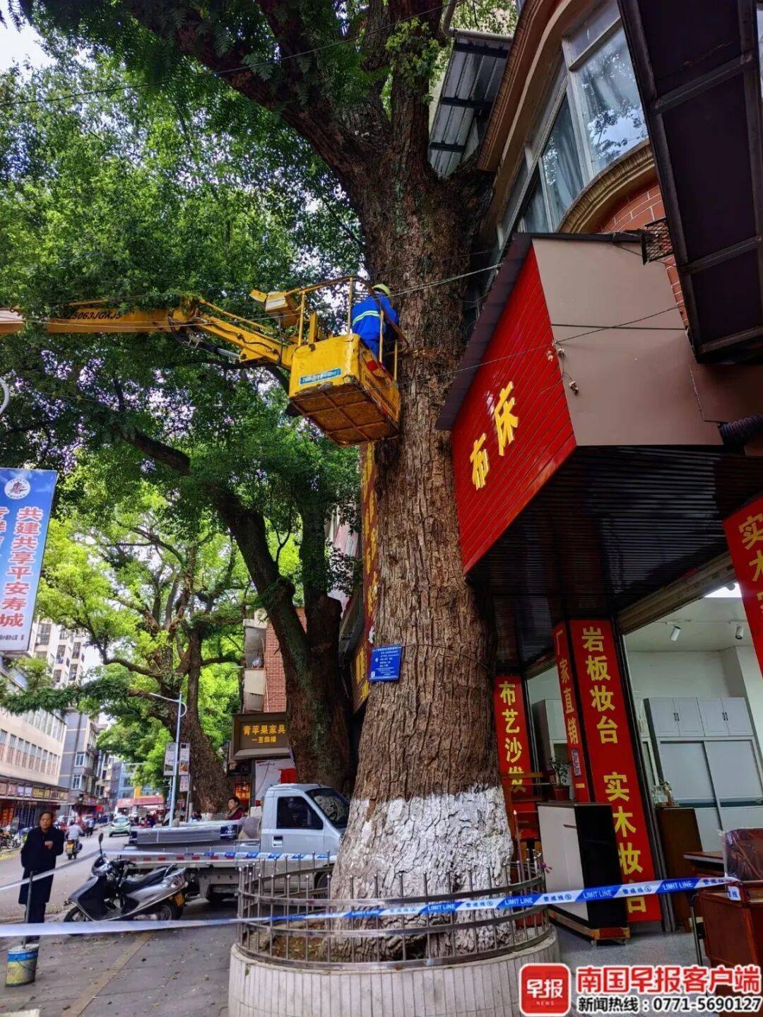 自家房屋采光被遮挡，广西贺州一男子给220年珍贵古树多次投毒！