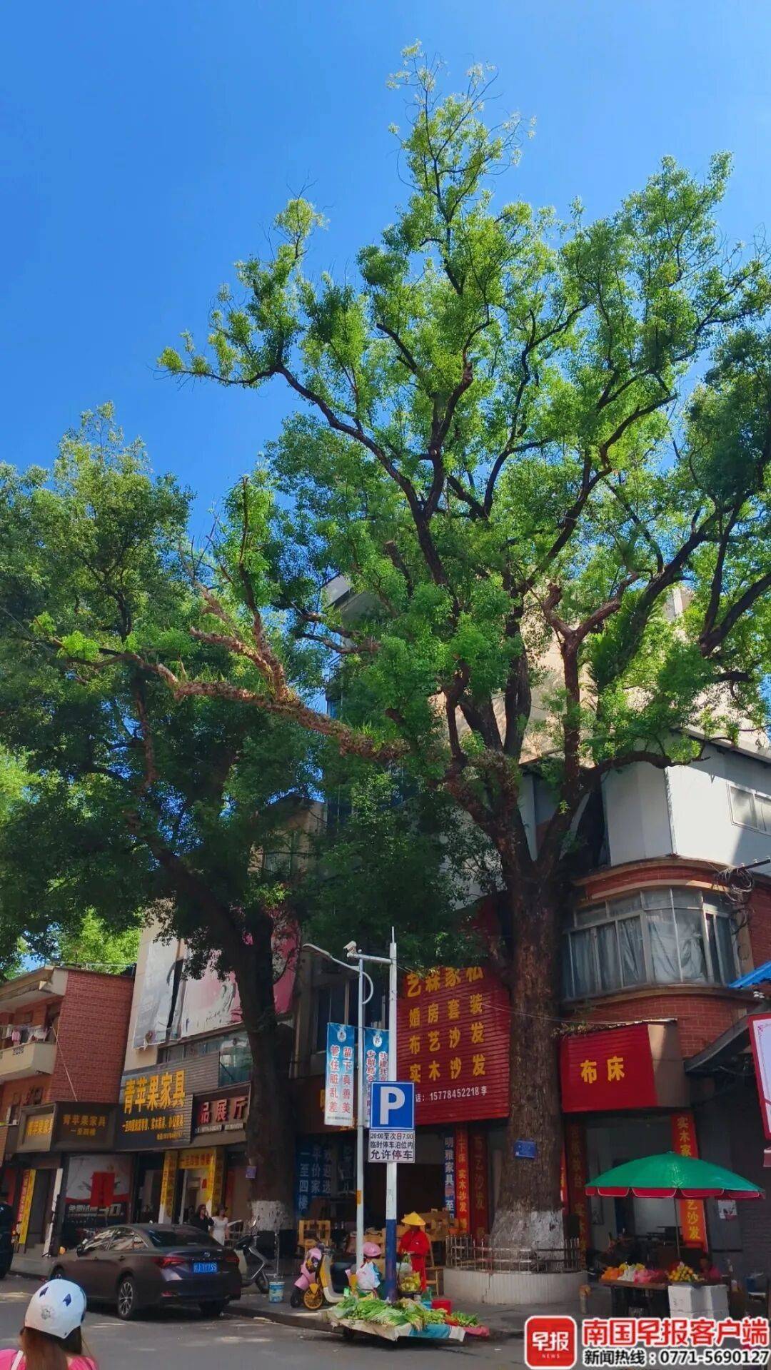 自家房屋采光被遮挡<strong></p>
<p>公募理财</strong>,广西贺州一男子给220年珍贵古树多次投毒!