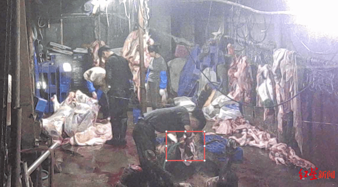 注水牛肉调查:屠宰场藏身农家院<strong></p>
<p>理财pdf</strong>,深夜切开牛胸注水数分钟,牛肉连夜送批发市场