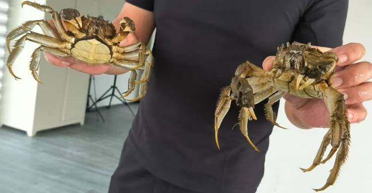 武汉江夏一地大闸蟹大量上市<strong></p>
<p>哪家银行理财产品</strong>,日产1000斤当天售完,每只螃蟹有自己的“身份证”,吃深海小黄鱼长大