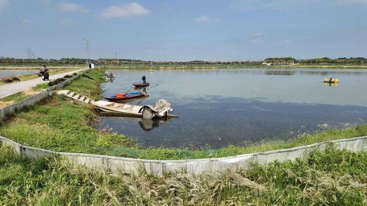 武汉江夏一地大闸蟹大量上市<strong></p>
<p>哪家银行理财产品</strong>,日产1000斤当天售完,每只螃蟹有自己的“身份证”,吃深海小黄鱼长大