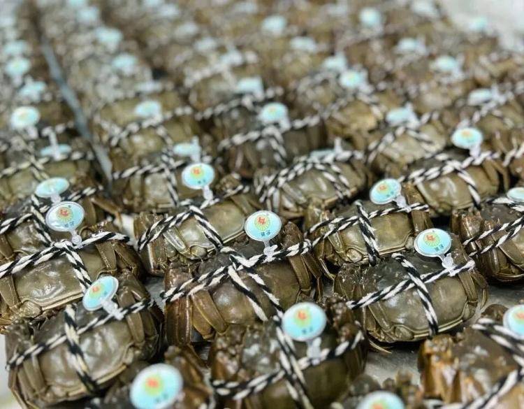 武汉江夏一地大闸蟹大量上市<strong></p>
<p>哪家银行理财产品</strong>,日产1000斤当天售完,每只螃蟹有自己的“身份证”,吃深海小黄鱼长大