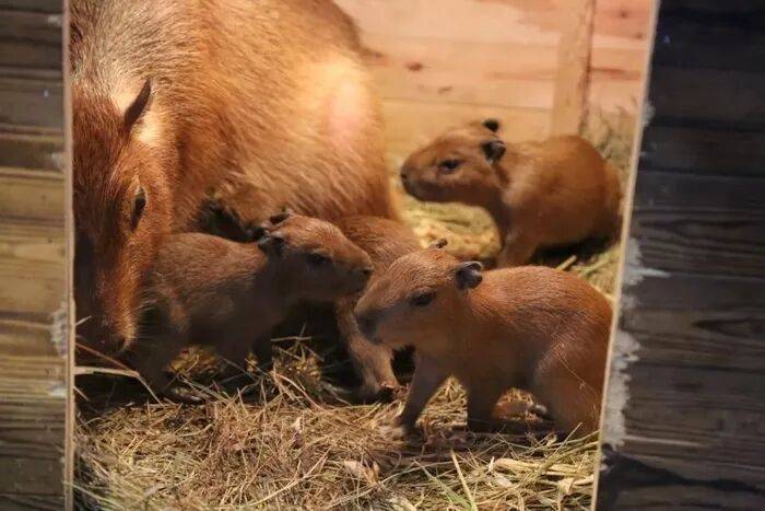 出生1小时就能独立行走<strong></p>
<p>高利理财</strong>,济南动物园“果果”和“豚豚”的4只新生幼崽,周末和市民见面