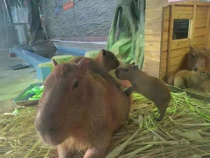 出生1小时就能独立行走<strong></p>
<p>高利理财</strong>,济南动物园“果果”和“豚豚”的4只新生幼崽,周末和市民见面