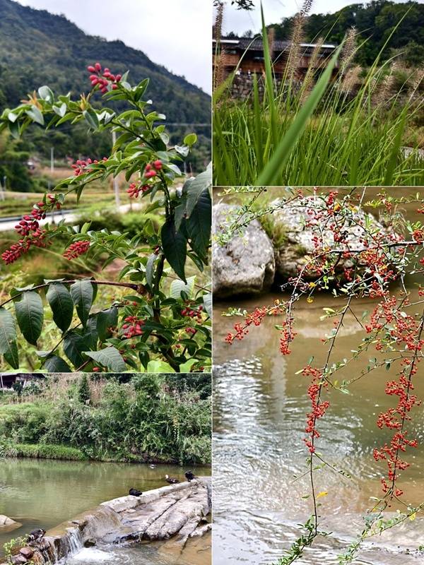 推窗见梯田<strong></p>
<p>6万理财</strong>!梧桐山民宿:把日子过成诗