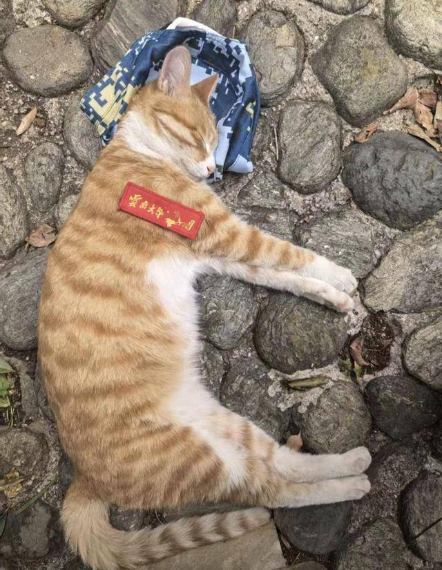 《红舞鞋》剧组在高校拍摄时撞死流浪猫<strong></p>
<p>河南理财</strong>,剧组凌晨致歉:涉事司机引咎辞职,将以小猫名字成立基金