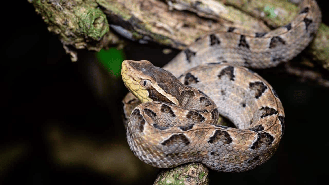 泰国女子在ATM机取钱<strong></p>
<p>银宝理财</strong>,取款口突然窜出一条蛇
