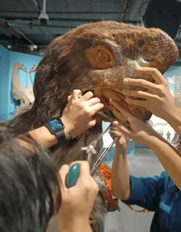 被卡住了<strong></p>
<p>理财app下载</strong>!广州一游客把手伸进恐龙模型嘴中