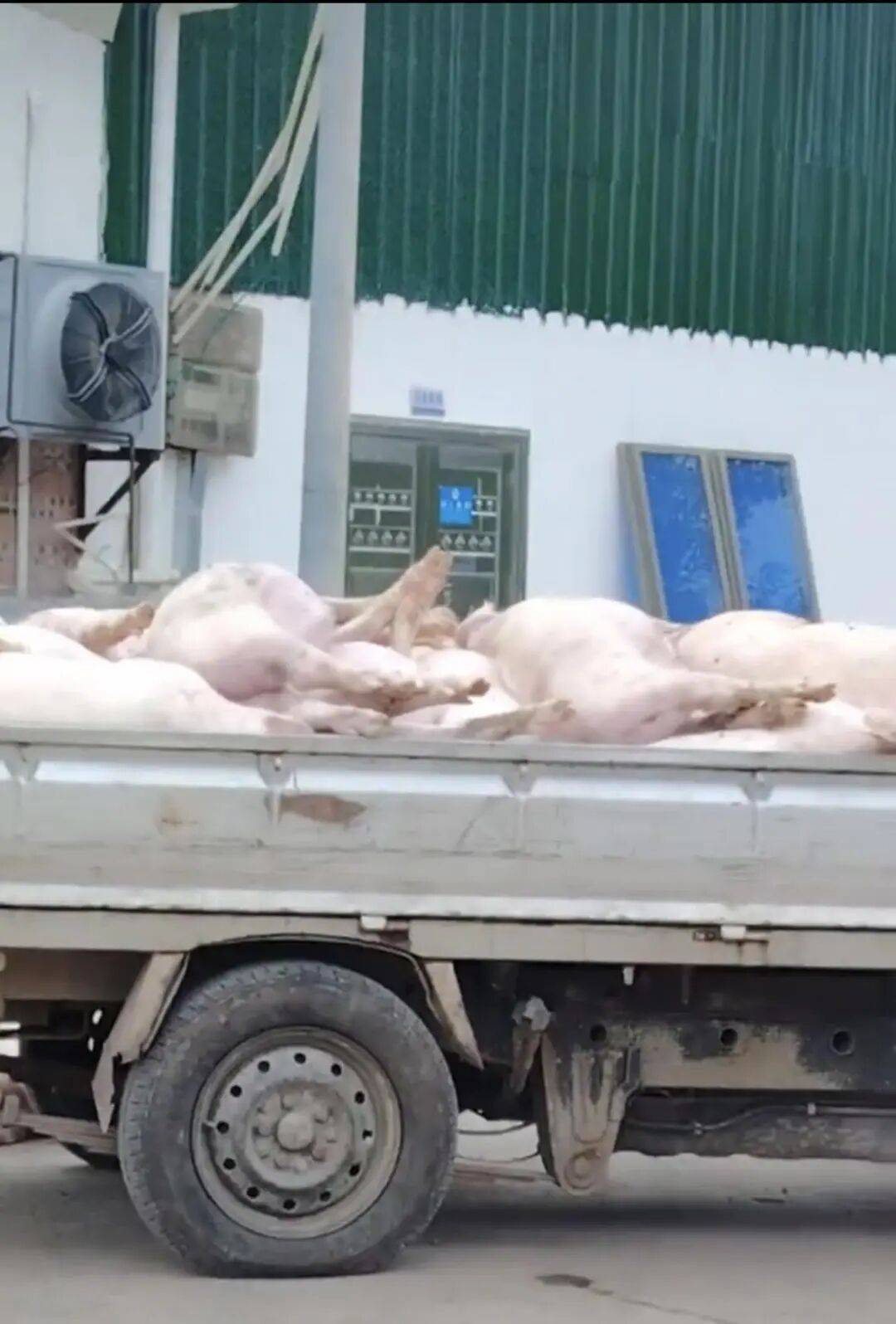 广东一肉联公司门口堆满死猪<strong></p>
<p>理财夜市</strong>,官方:7人被控制