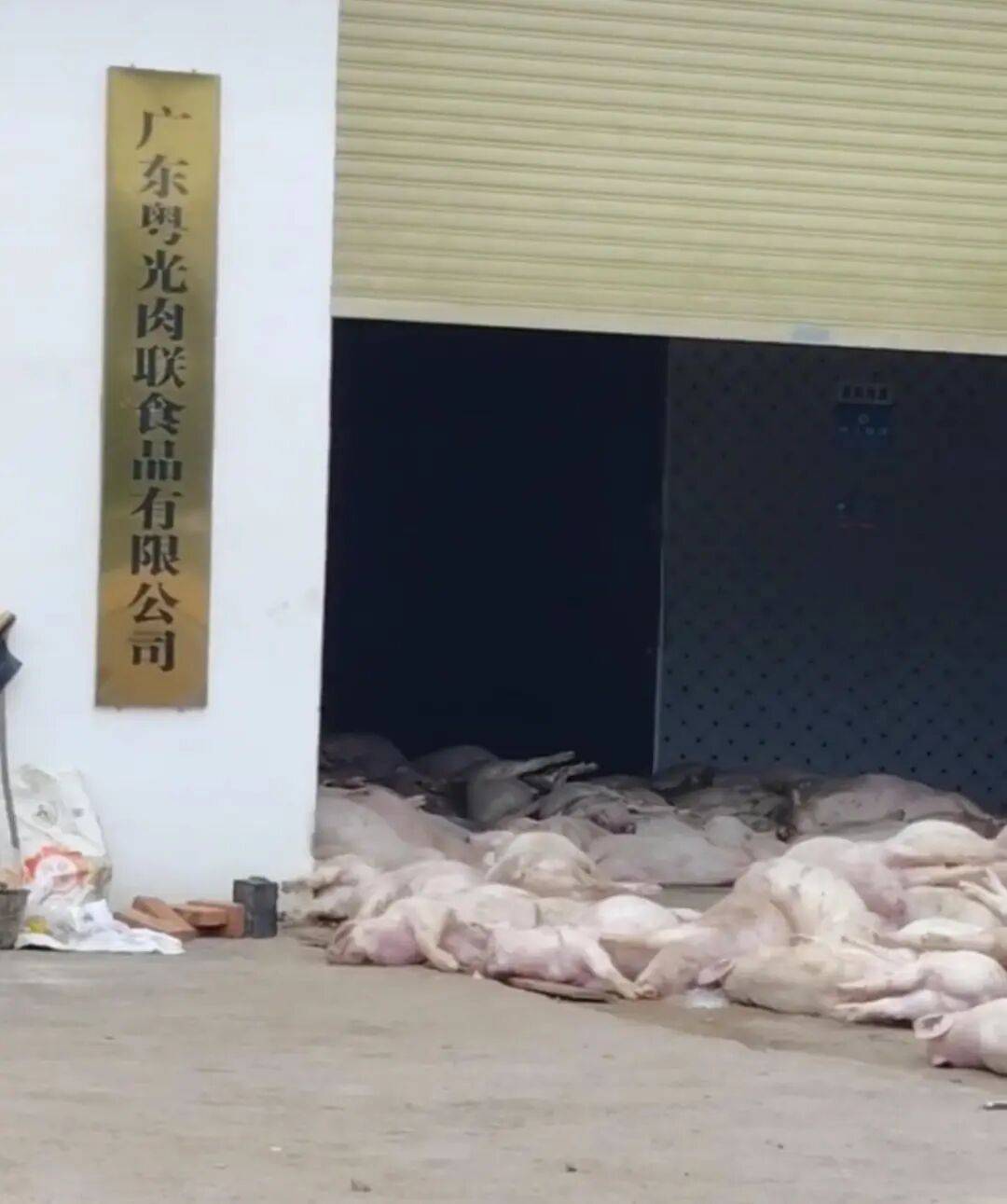 广东一肉联公司门口堆满死猪<strong></p>
<p>理财夜市</strong>,官方:7人被控制