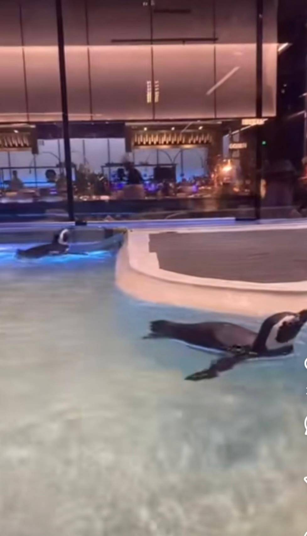 沈阳一洗浴中心养四只企鹅揽客<strong></p>
<p>理财夜市</strong>,驯养繁殖许可证来自洛阳一家已注销的海洋馆,官方回应:许可证不能租借