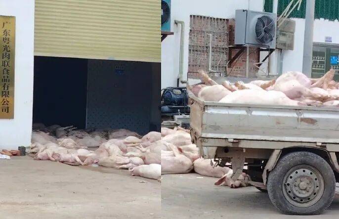 广东一肉联公司门口堆满死猪<strong></p>
<p>理财夜市</strong>,官方通报:7人被公安控制,涉嫌非法处置死猪