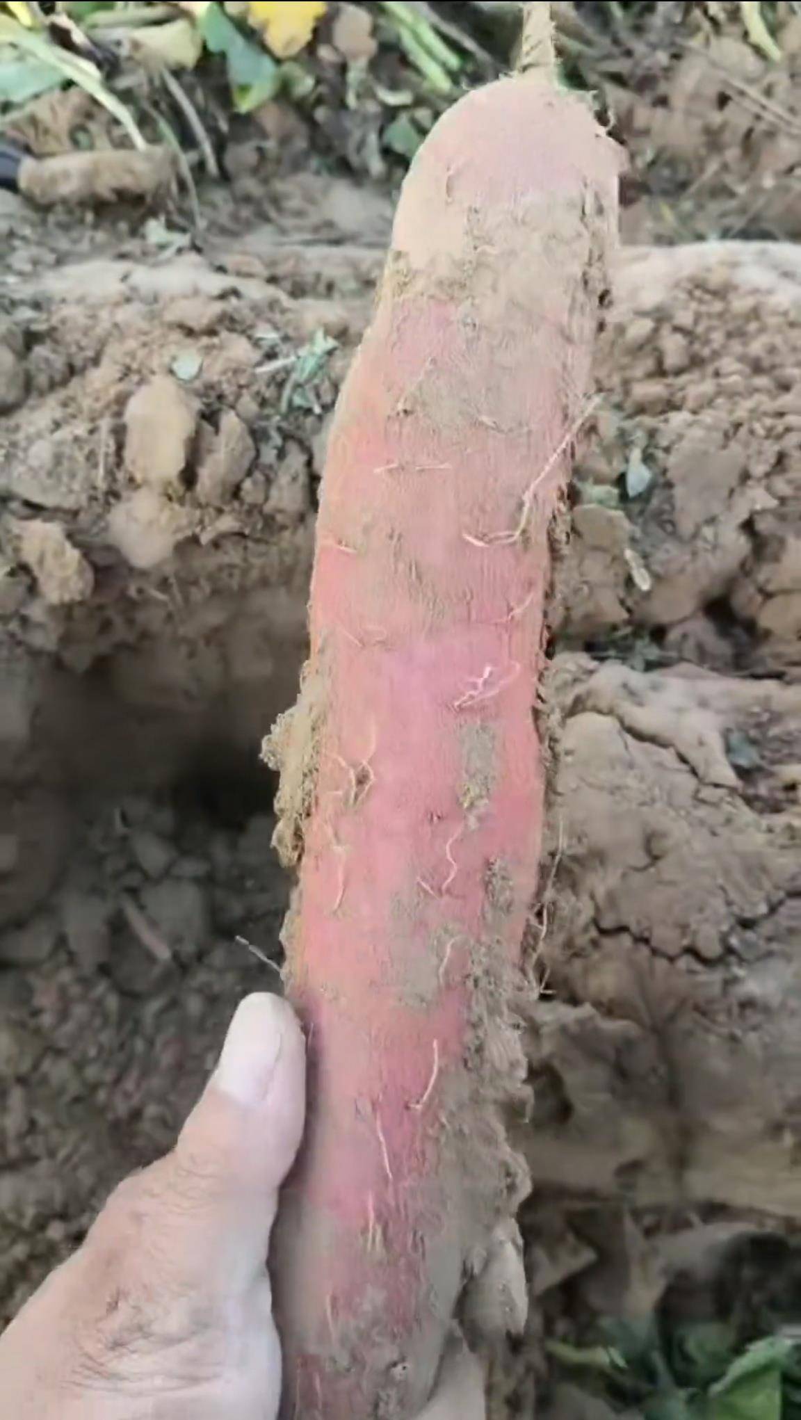 数百人冲进地里捡红薯<strong></p>
<p>理财通下载</strong>,田主称是秋收剩下的,网友:免费翻地,利人利己