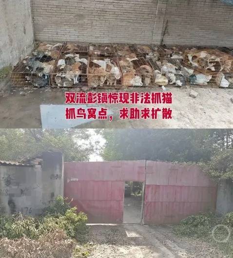 “成都一空置房非法囤猫”?官方通报:共发现被困小猫102只<strong></p>
<p>理财通下载</strong>,未发现虐猫行为