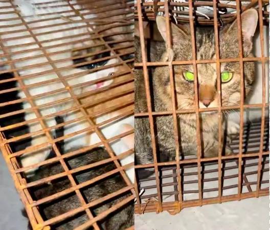 “成都一空置房非法囤猫”?官方通报:共发现被困小猫102只<strong></p>
<p>理财通下载</strong>,未发现虐猫行为