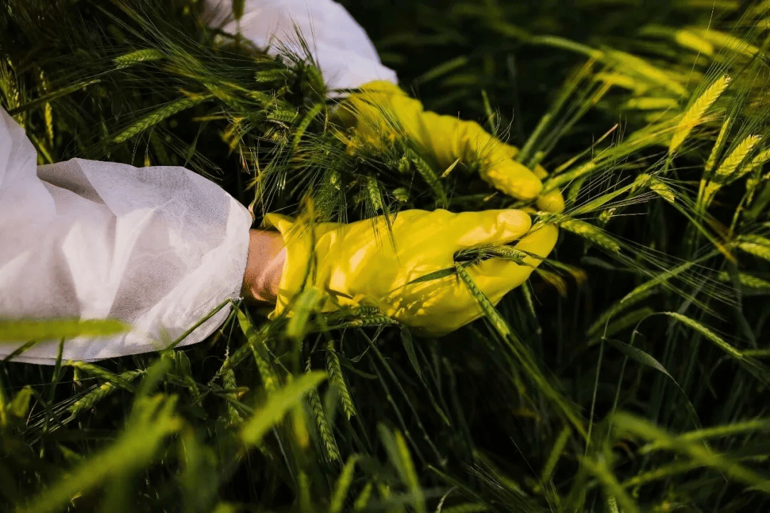 警惕<strong></p>
<p>通通理财</strong>!田里有间谍