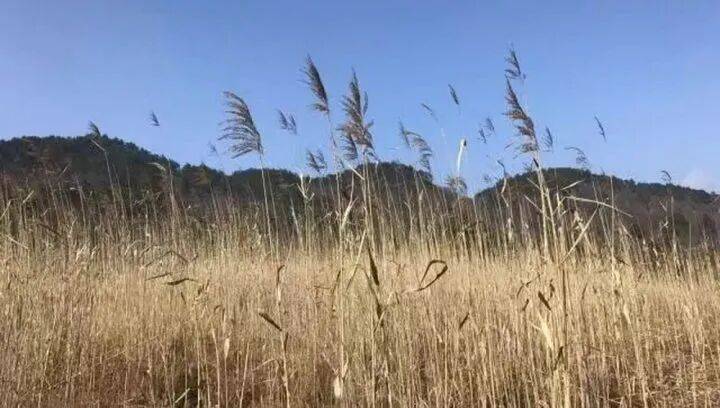 禁止任何形式穿越<strong></p>
<p>投资理财金融</strong>!杭州一地发布最严禁令