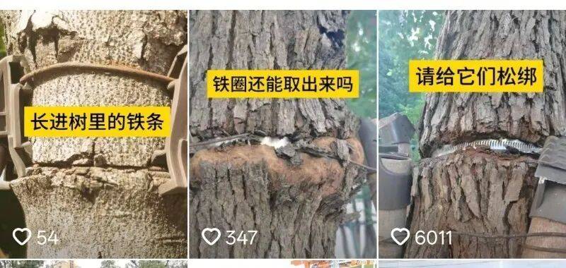 金属卡箍嵌进树里<strong></p>
<p>白银理财</strong>,苏州一网民发视频喊话相关部门给树木“松绑” !当地回应:已全部拆除