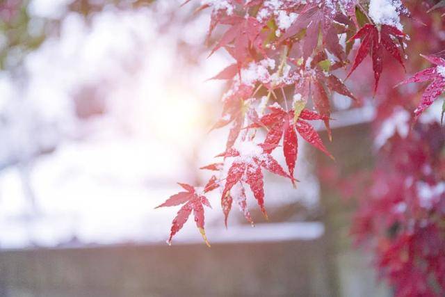 百年难遇“早立冬”来了<strong></p>
<p>白银理财</strong>!有啥讲究?早看早准备!