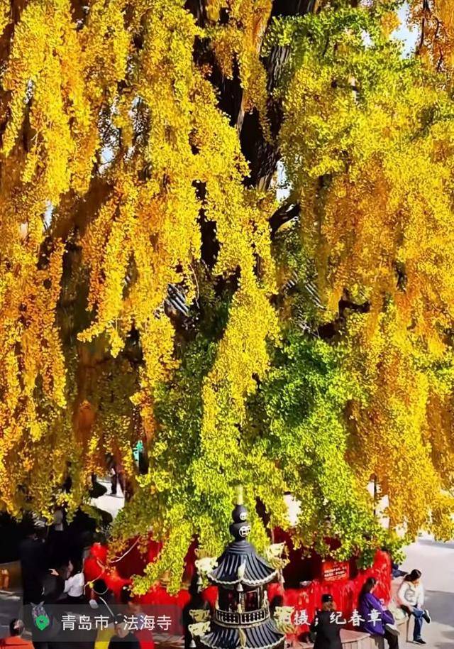 错过等一年!青岛1600岁“银杏王”满树金黄<strong></p>
<p>财猪理财</strong>,打卡的人“鼓”了