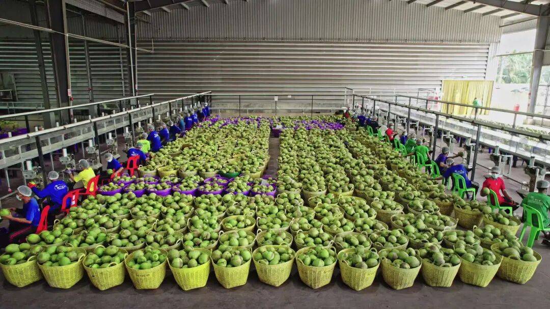 椰子水之外<strong></p>
<p>在美国理财</strong>,大公司争夺40亿元生椰市场