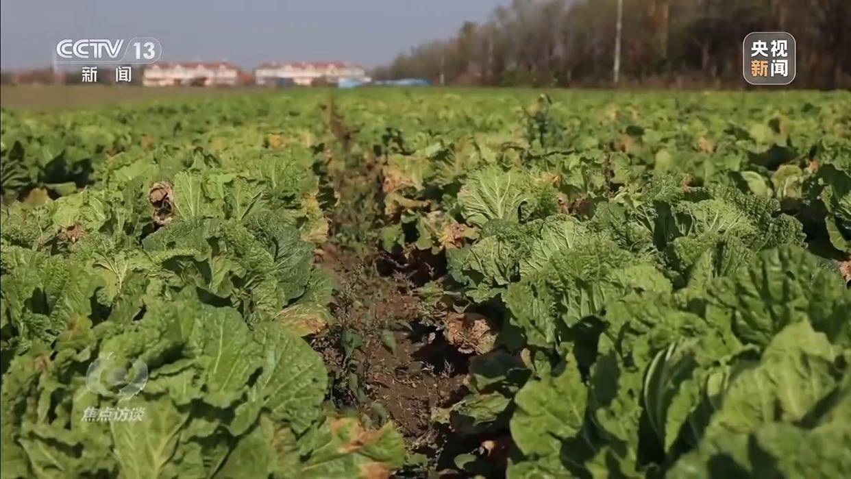 单棵售价超百元<strong></p>
<p>在美国理财</strong>,起底“套牌白菜”背后的销售套路