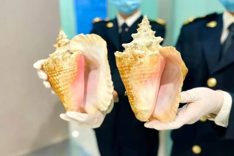 大连周水子机场海关查获违规携带女王凤凰螺螺壳3枚