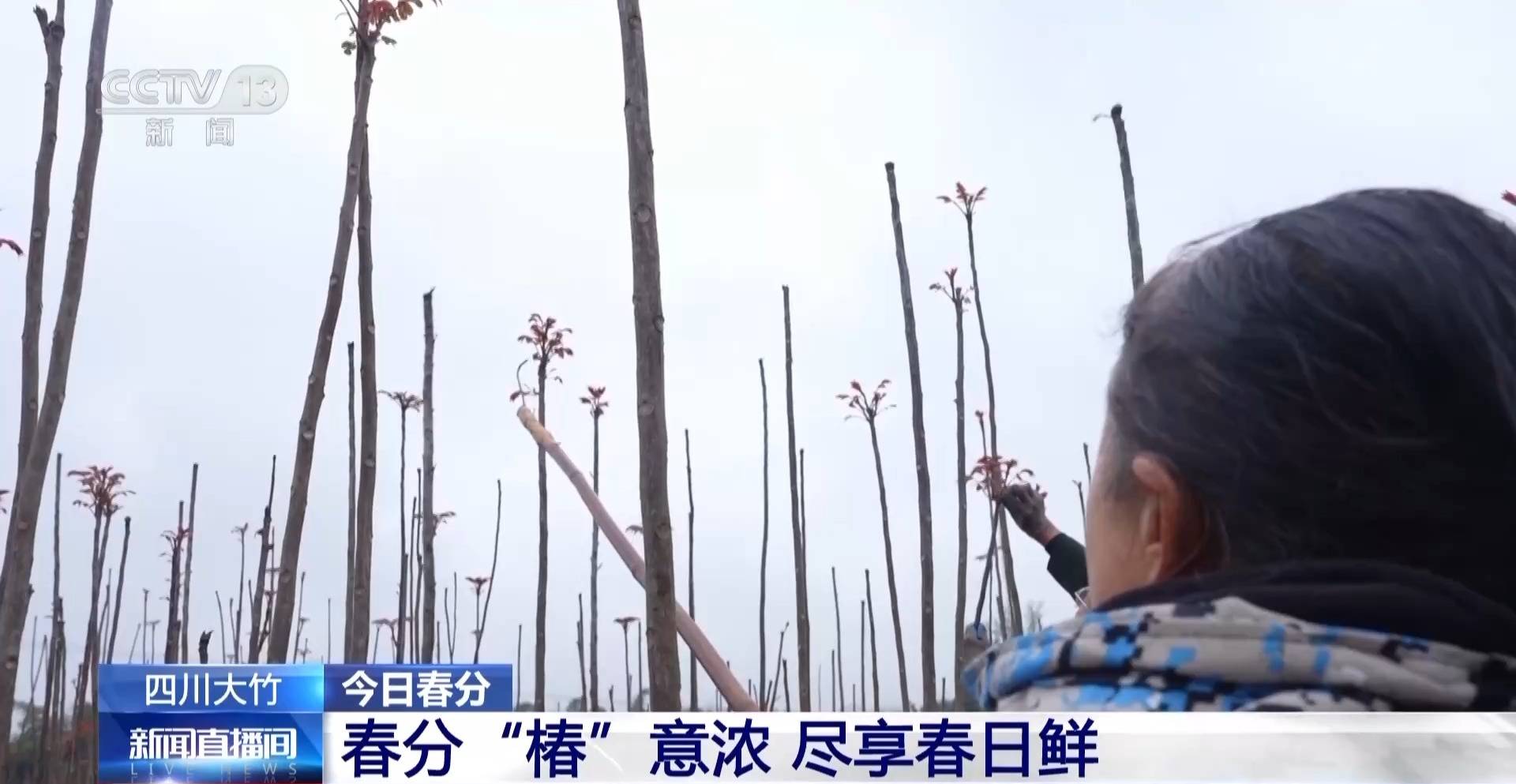 蒸、煎、拌、酿……一口鲜菜如何“锁”住春天<strong></p>
<p>聪明理财</strong>？