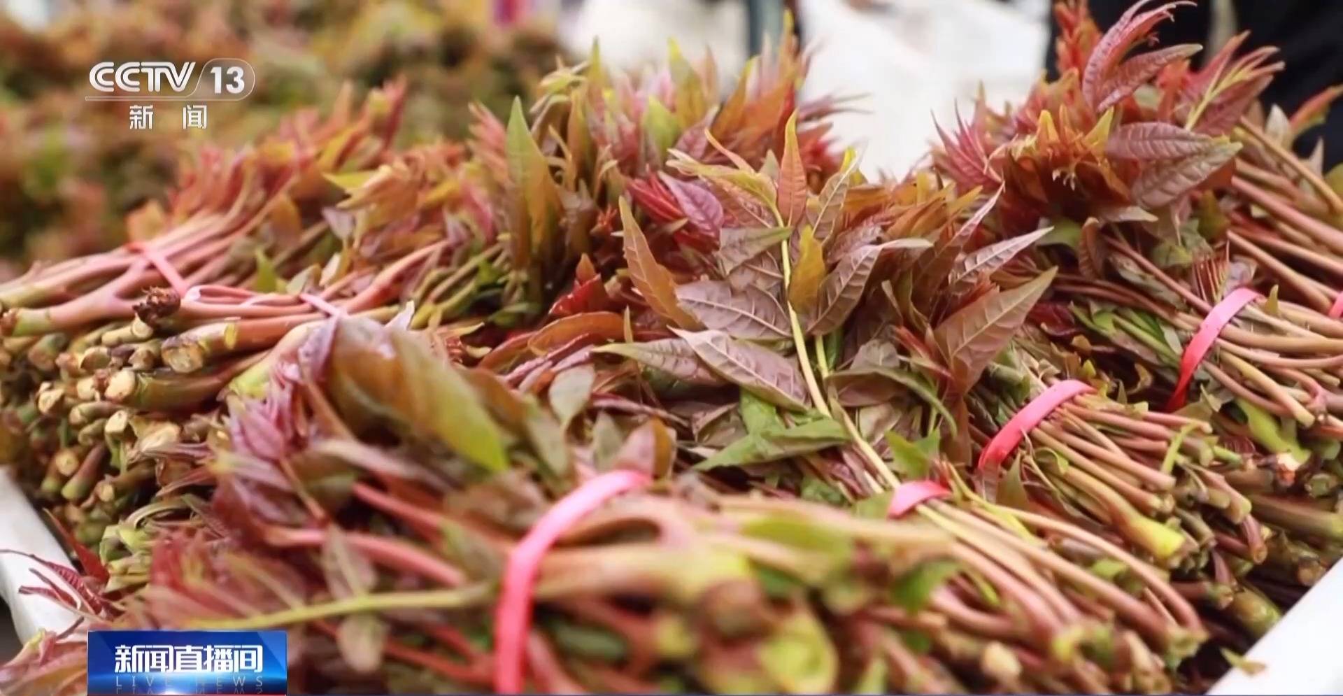 蒸、煎、拌、酿……一口鲜菜如何“锁”住春天<strong></p>
<p>聪明理财</strong>？